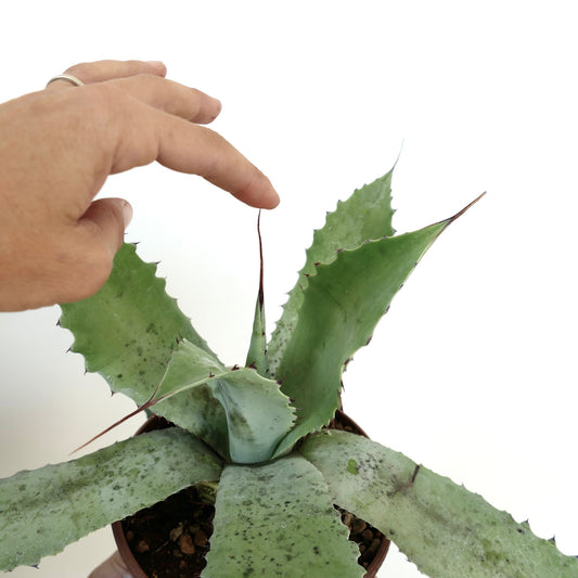 Agave cerluata x eborispina succulent with broad spiny green leaves and pointed tips
