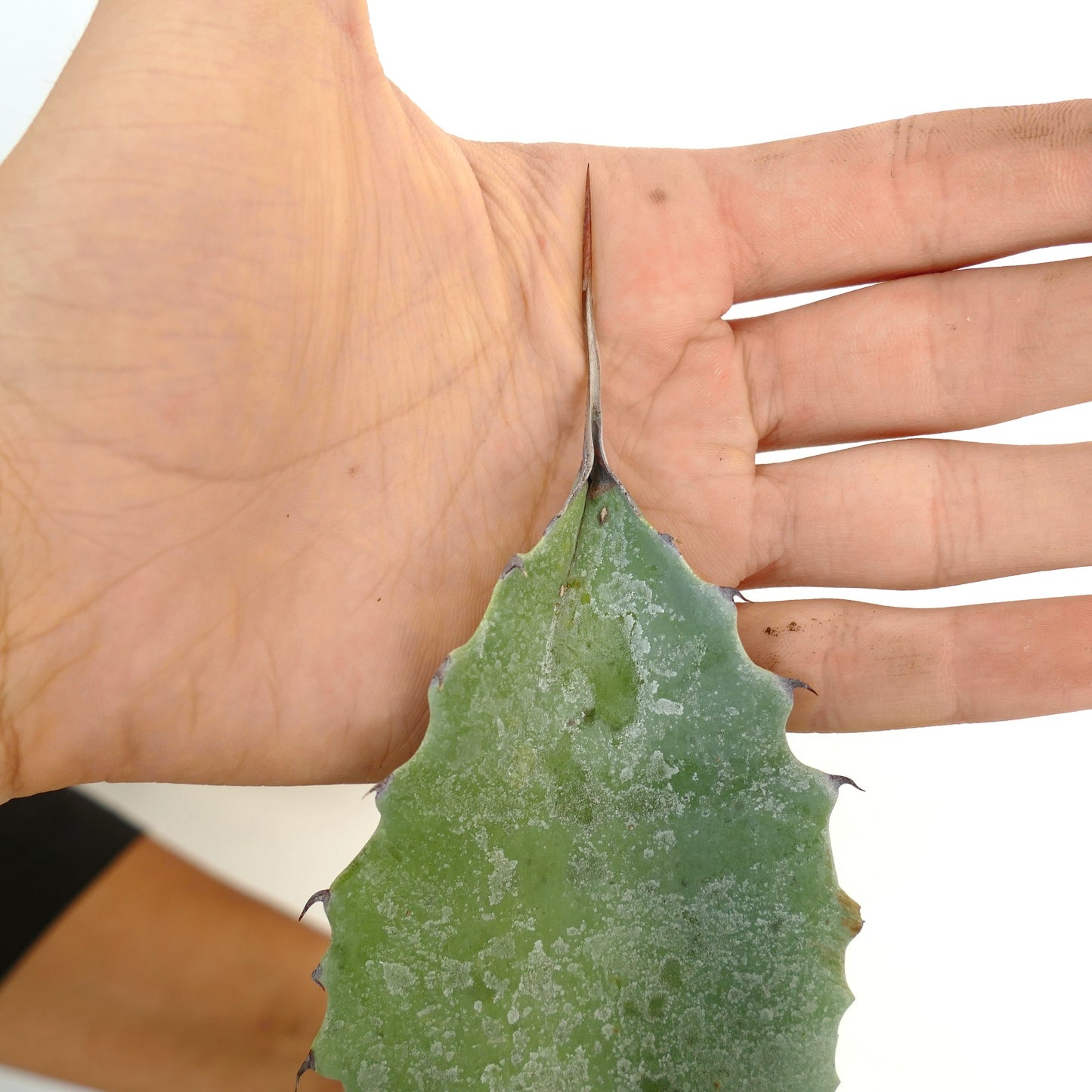 Agave ovatifolia X mitis succulent leaf with sharp spines and powdery blue-green texture