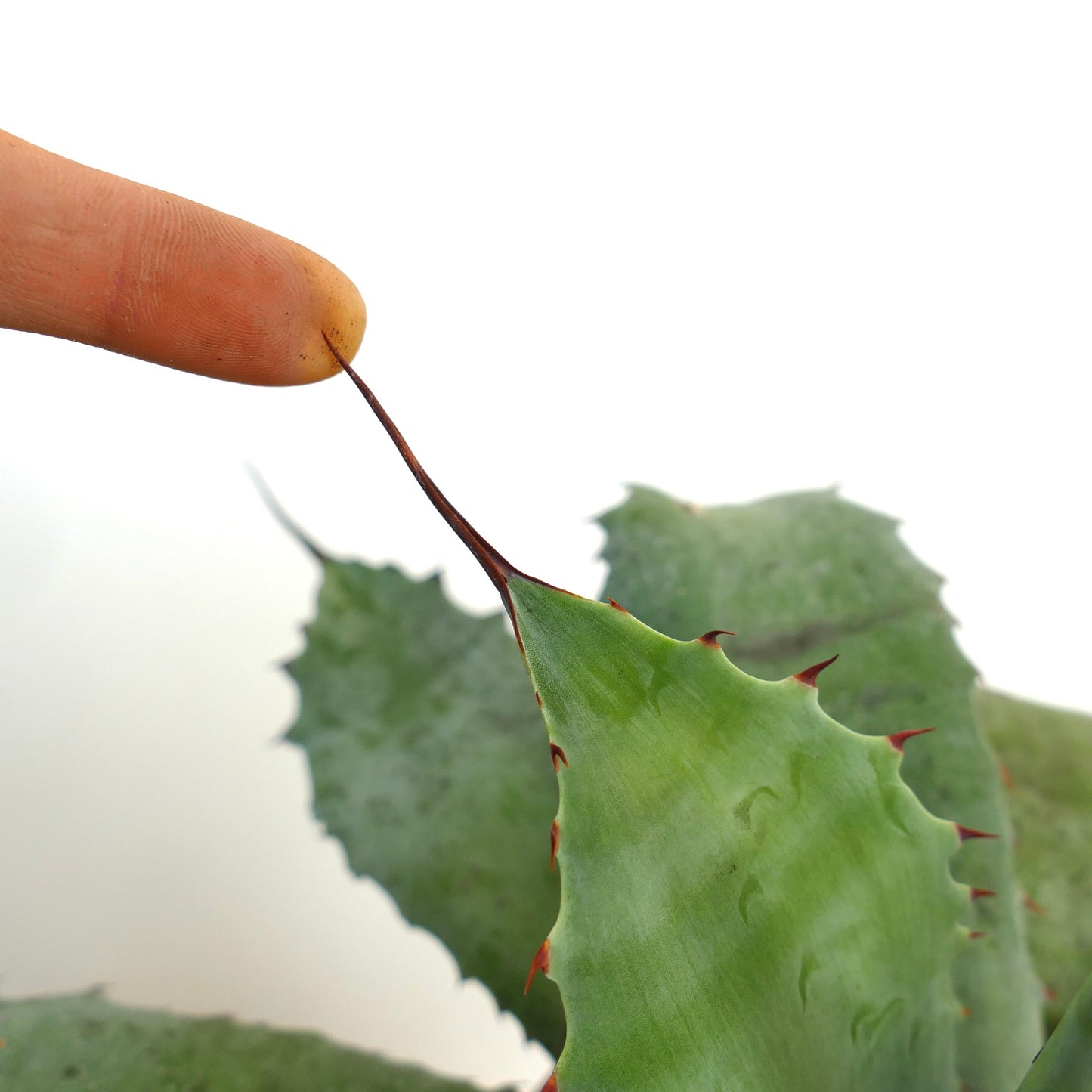 Agave ovatifolia X Agave parrasana succulent with thick green leaves and long sharp brown spine tips