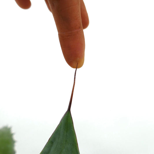 Agave parrasana X cerulata X ovatifolia succulent with pointed green leaf and sharp brown spine tip
