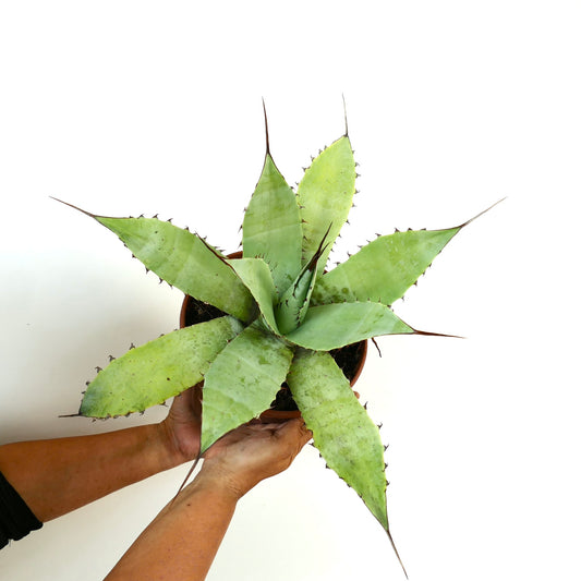 Agave utahensis x eborispina x cerulata suculenta con hojas anchas verdes y espinas afiladas en maceta