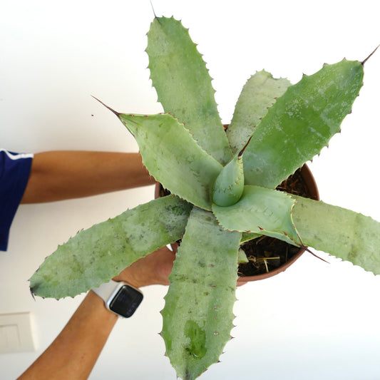 Agave celsii X Agave parryi succulent with broad blue-green leaves and sharp reddish spines