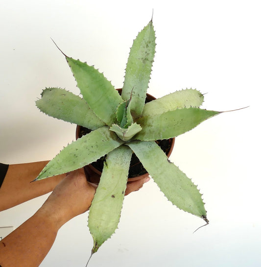 Agave cerluata X utahensis sukkulent med brede, lysegrønne blad og skarpe torner