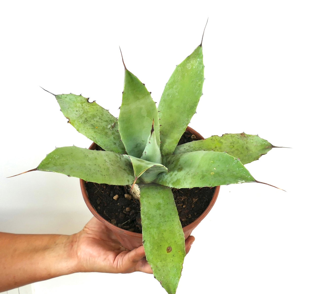 Agave ovatifolia X Agave celsii succulent with broad green leaves and sharp spines in pot
