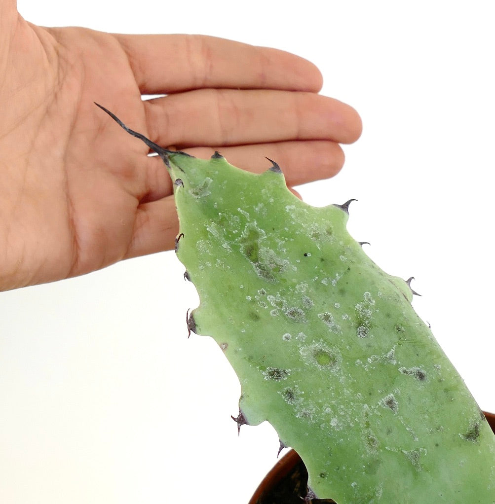 Succulenta Agave ferox X cerulata con foglie spesse verdi e spine scure prominenti, primo piano