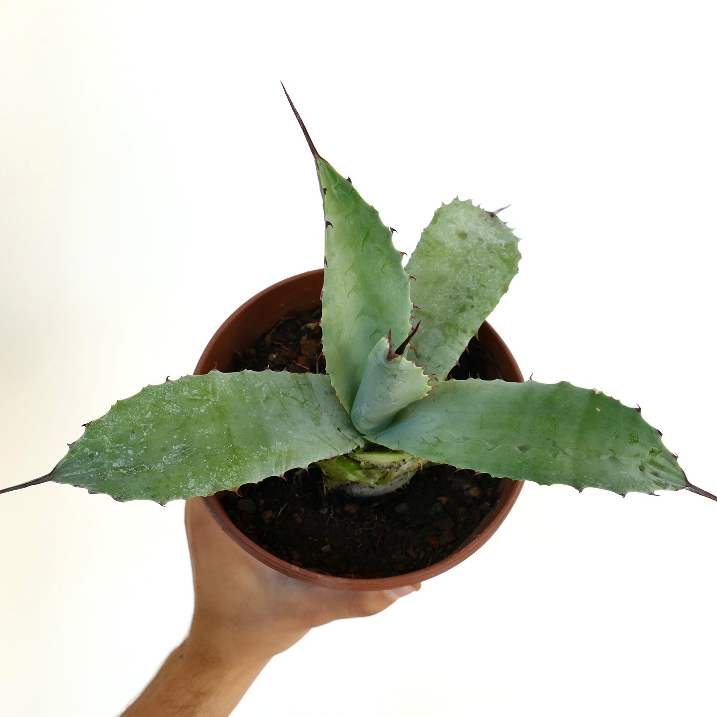 Succulenta Agave bovicornuta X Agave americana con larghe foglie blu-verdi e spine affilate in vaso