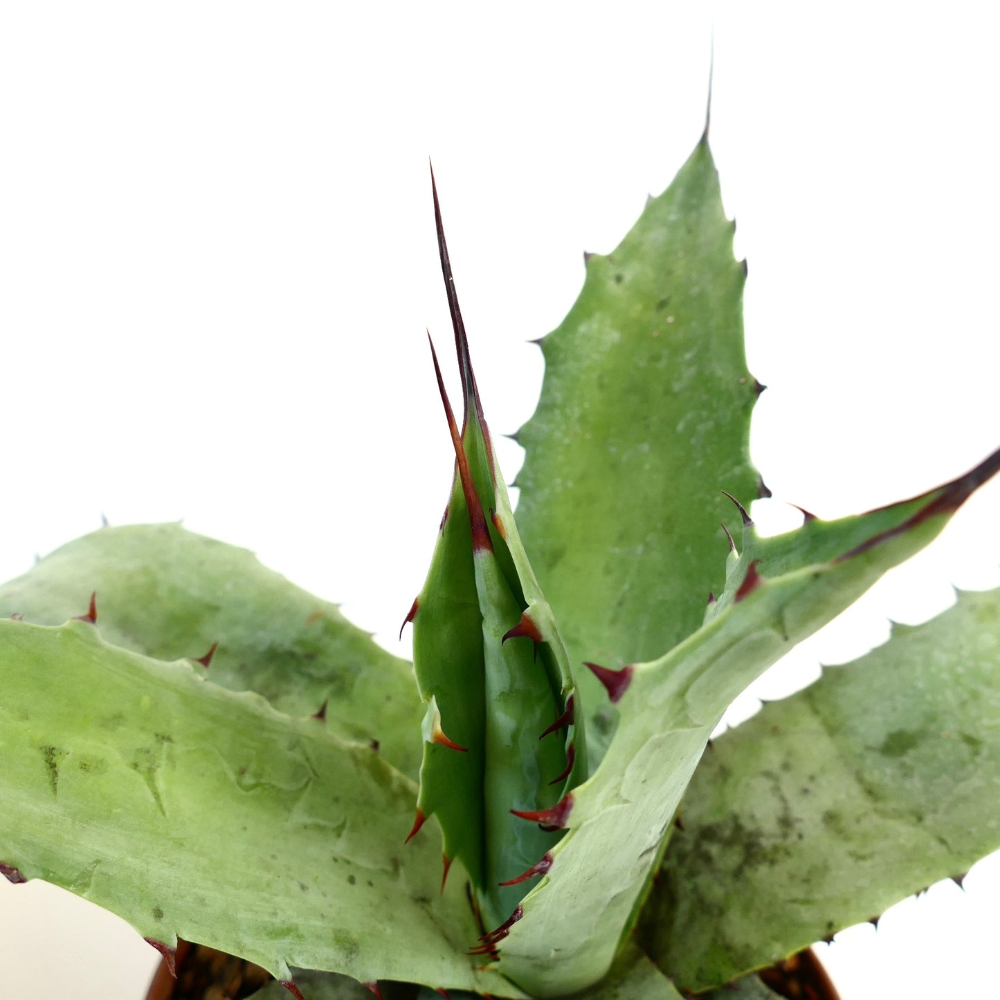 Agave bovicornuta X eborispina X americana succulent with thick green leaves and sharp reddish spines