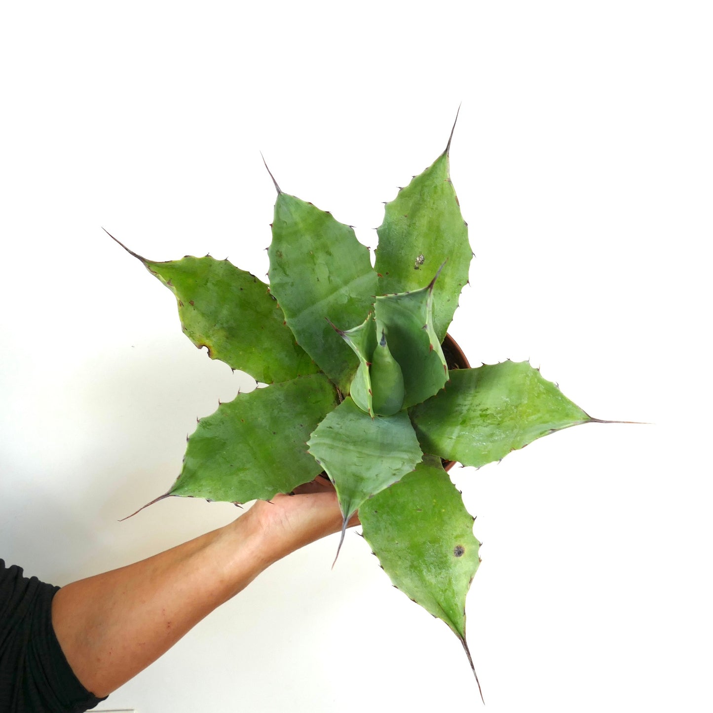 Agave ovatifolia X Agave vizcainoensis sukkulent med brede, taggete grønne blader og spisse spisser