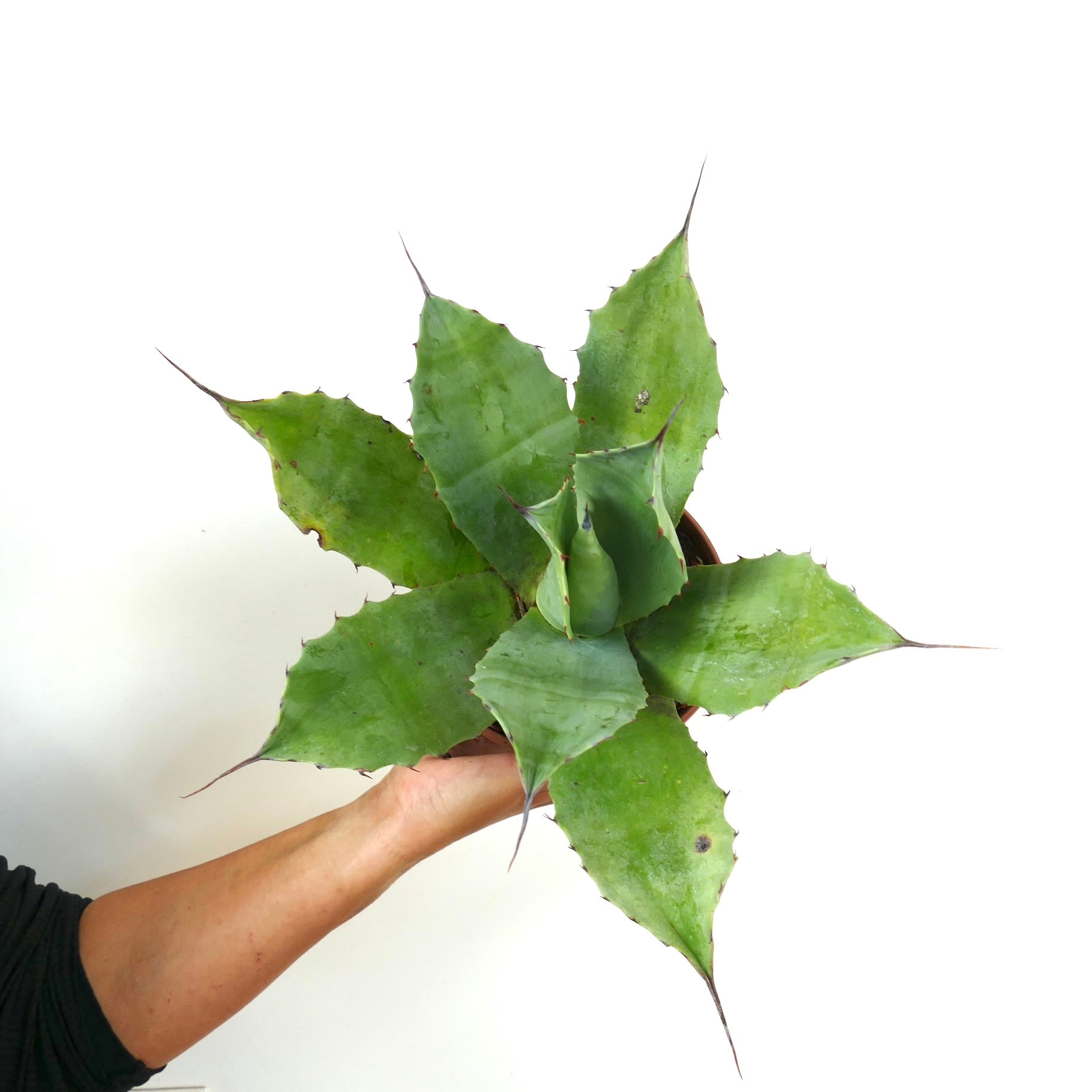 Agave ovatifolia X Agave vizcainoensis sukkulent med brede, taggete grønne blader og spisse spisser