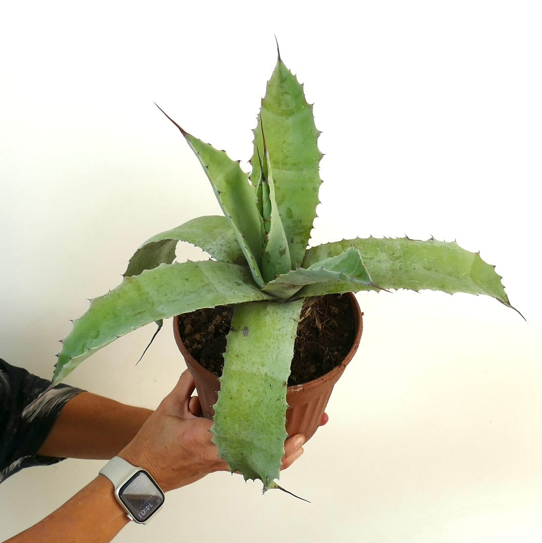 Agave verschaffeltii X bovicornuta X eborspina (F3)