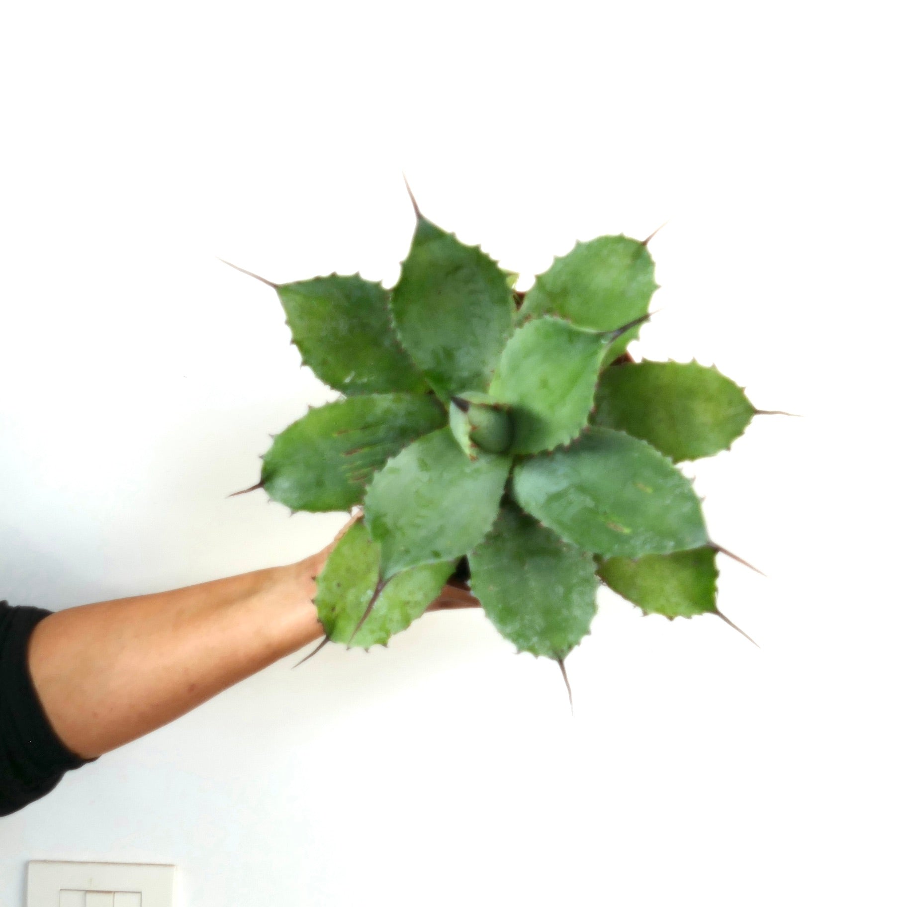 Agave parryi X Agave parryi truncata succulent avec de larges feuilles vertes épaisses et des épines acérées