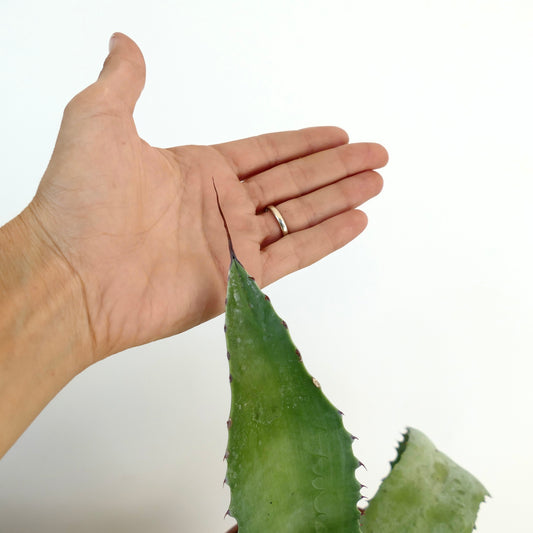 Agave parrasana X mitis succulent with thick green leaves and long terminal spine close-up