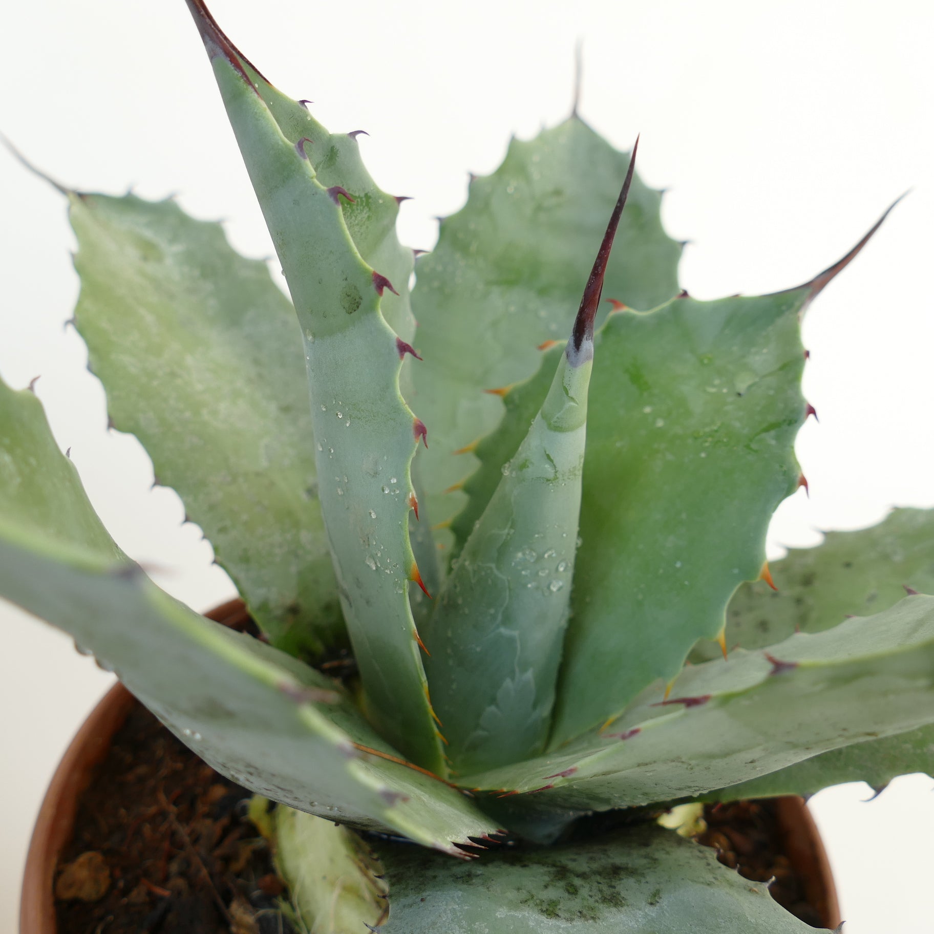 Agave ovatifolia X mitis succulent with thick blue-green leaves and reddish spines