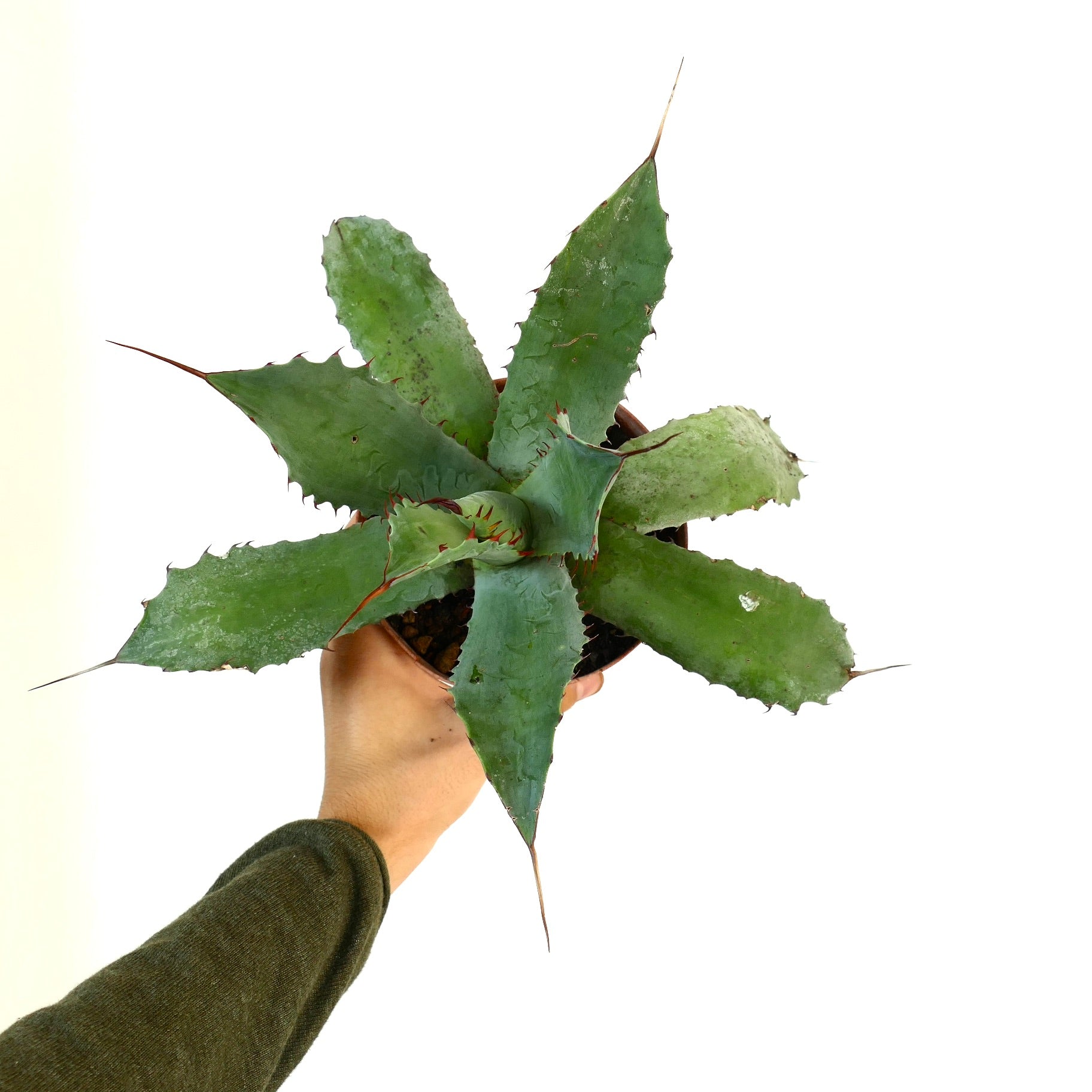 Agave Parasana×Ishmensis hybrid パライシ Agave parrasana Hybrid | Botanical Archive | Unique Succulent