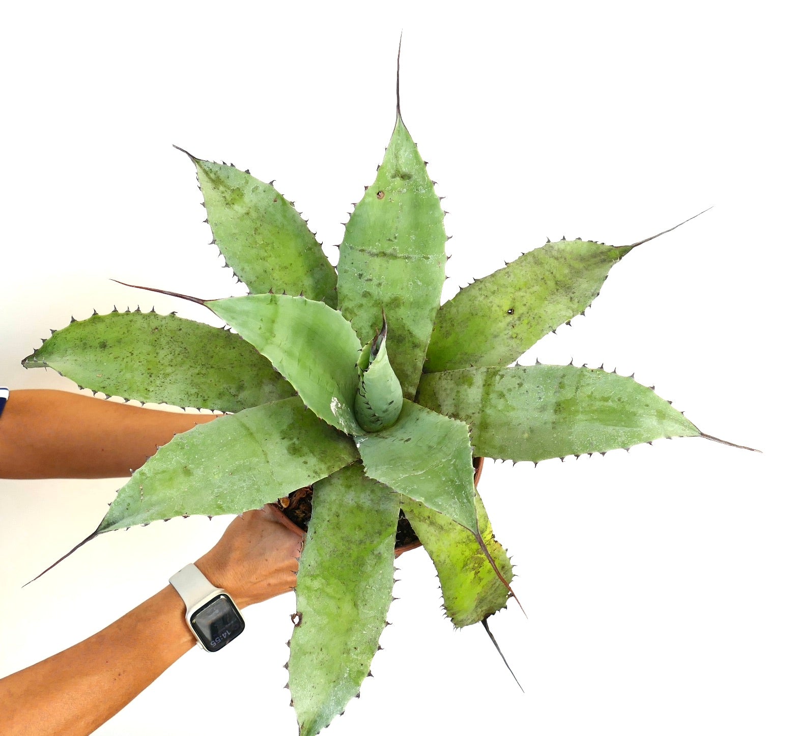 Agave asperrima subsp. potosiensis X Agave utahensis large succulent with spiny edged green leaves