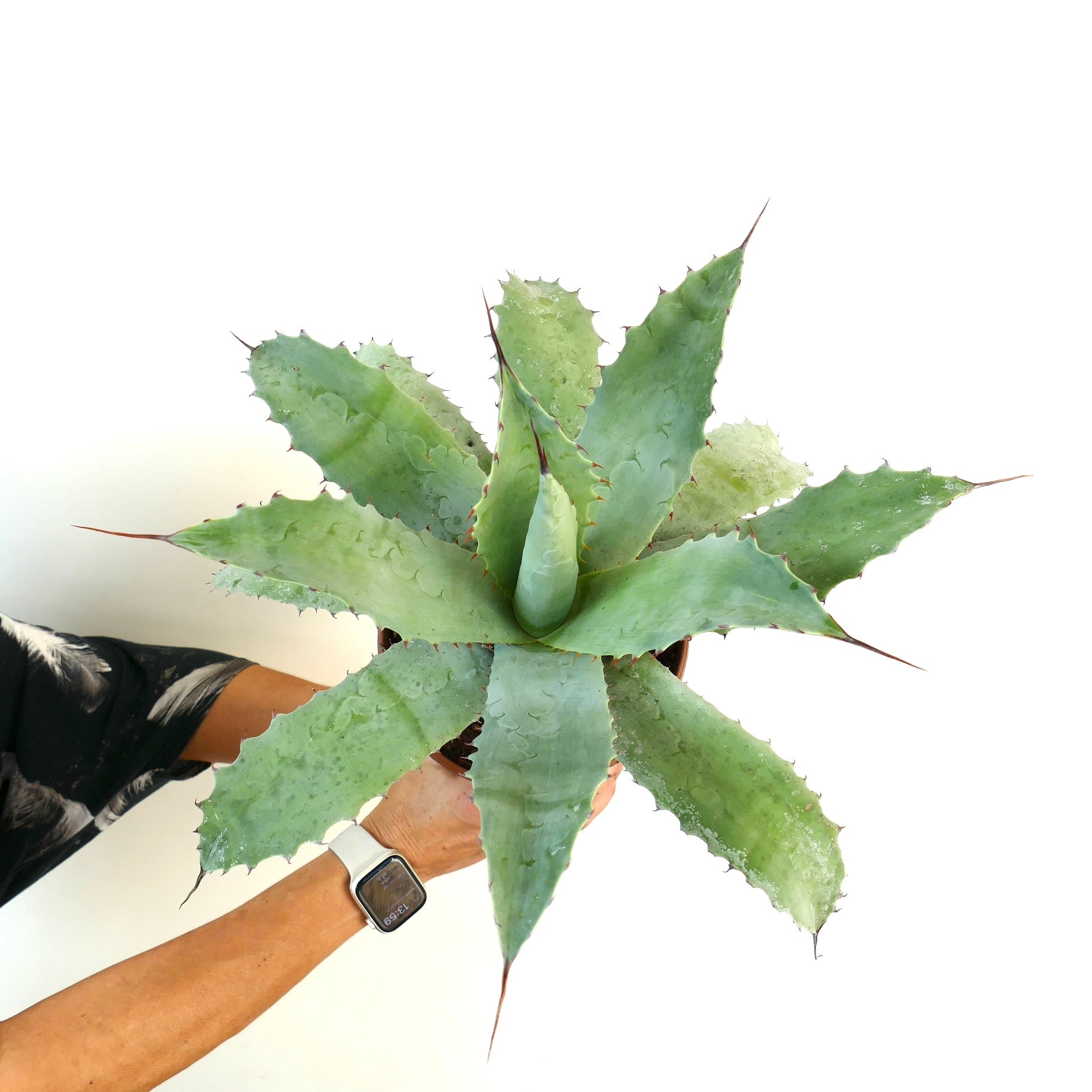 アガベ ハイブリッド | botanicalarchive.com | 珍しい多肉植物 |