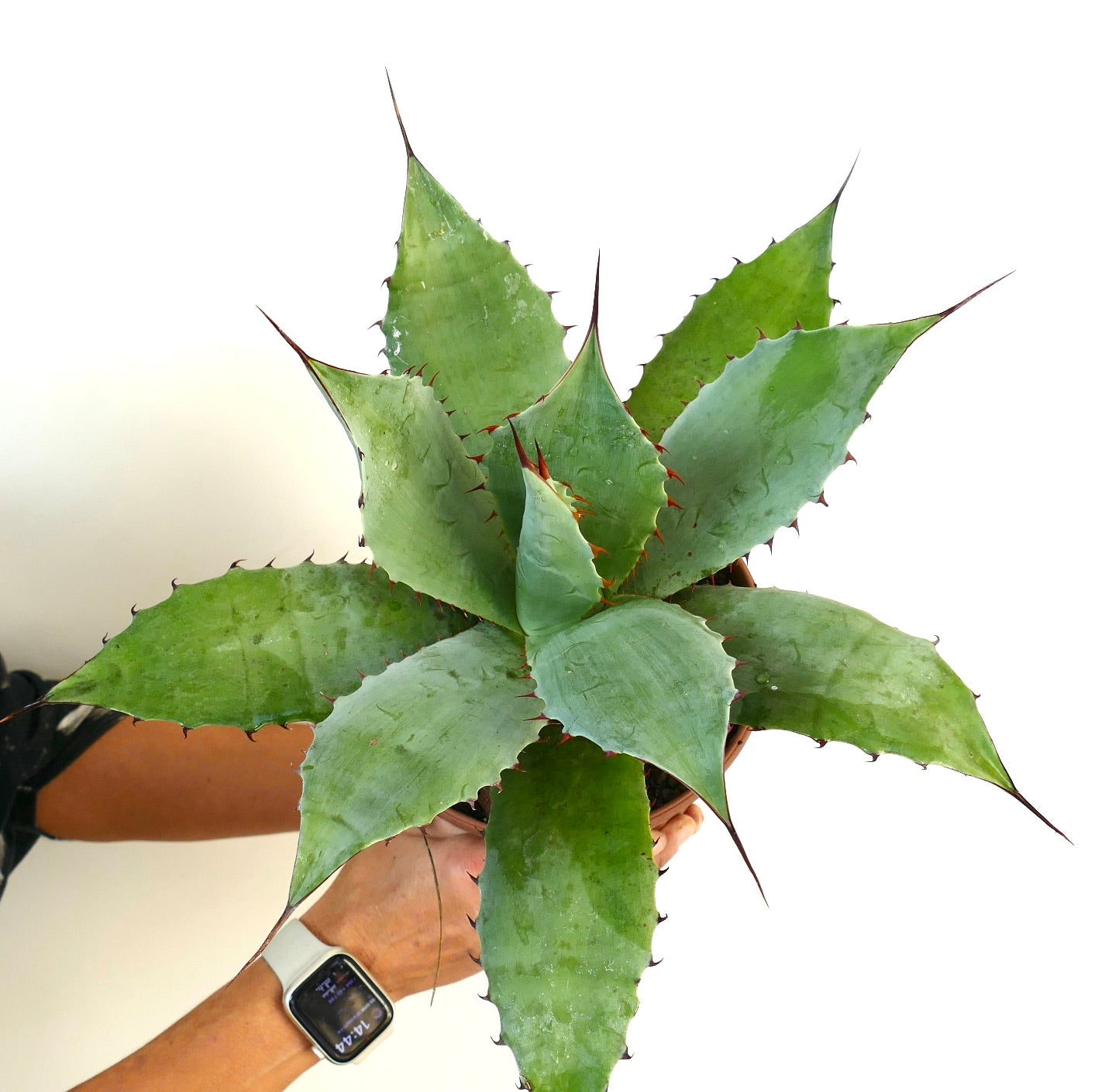 Agave parrasana X Agave ovatifolia GREEN-BLU