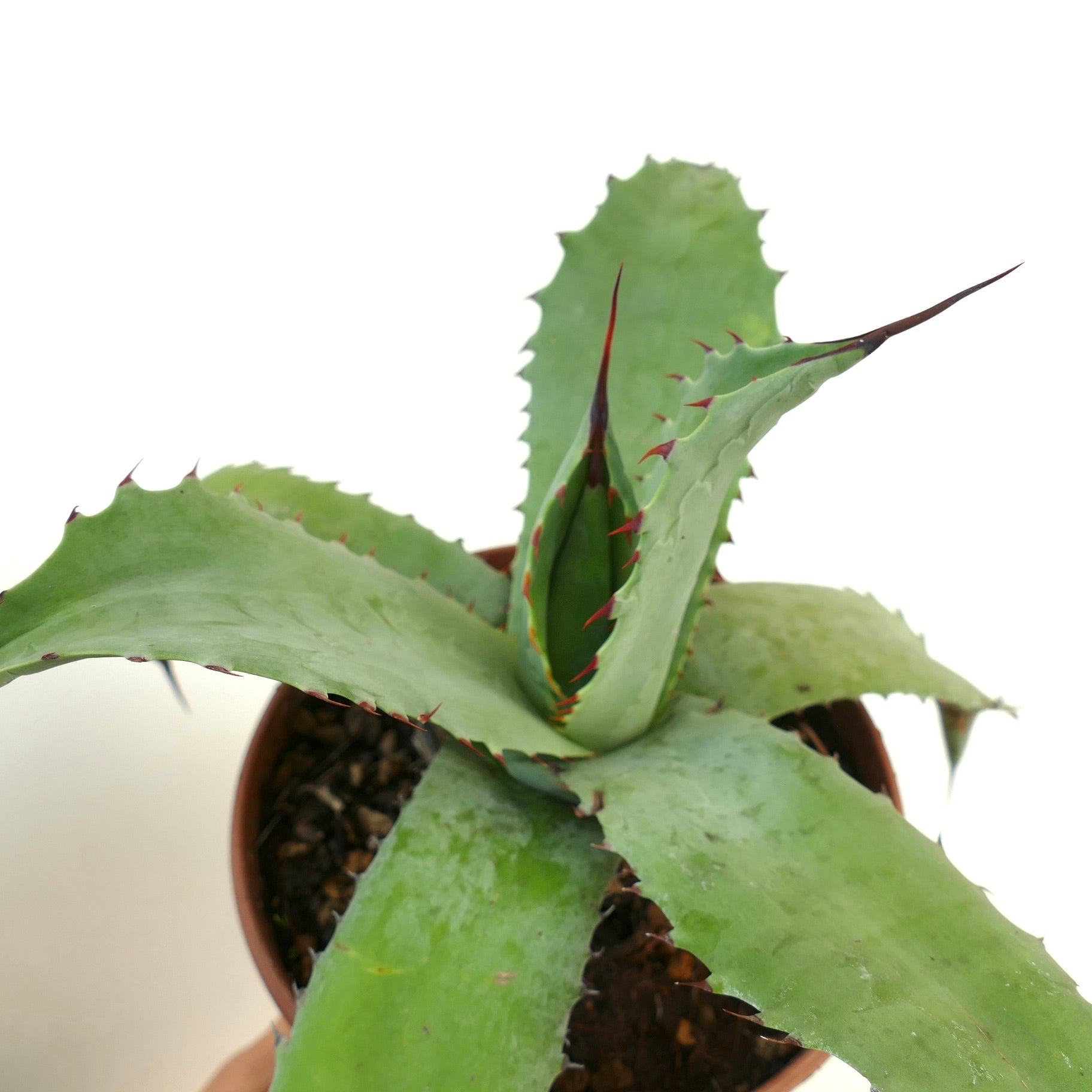 アガベ ハイブリッド | botanicalarchive.com | 珍しい多肉植物 |