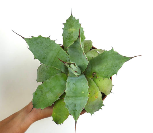 Agave duragensis X Agave ovatifolia succulent with broad blue-green leaves and sharp brown spines