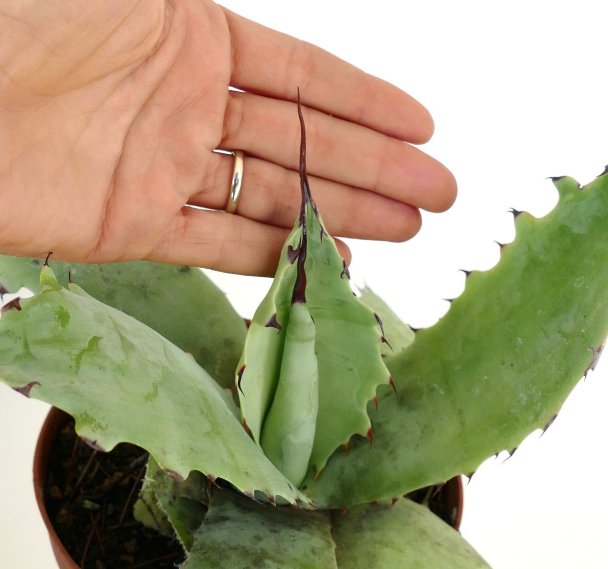 Agave ferox X cerulata pianta succulenta con foglie verdi spesse e spine scure prominenti