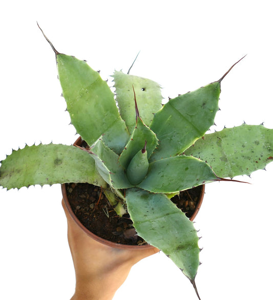 Agave parrasana X Agave ovatifolia X Agave eborispina succulent with broad spiny green leaves in terracotta pot