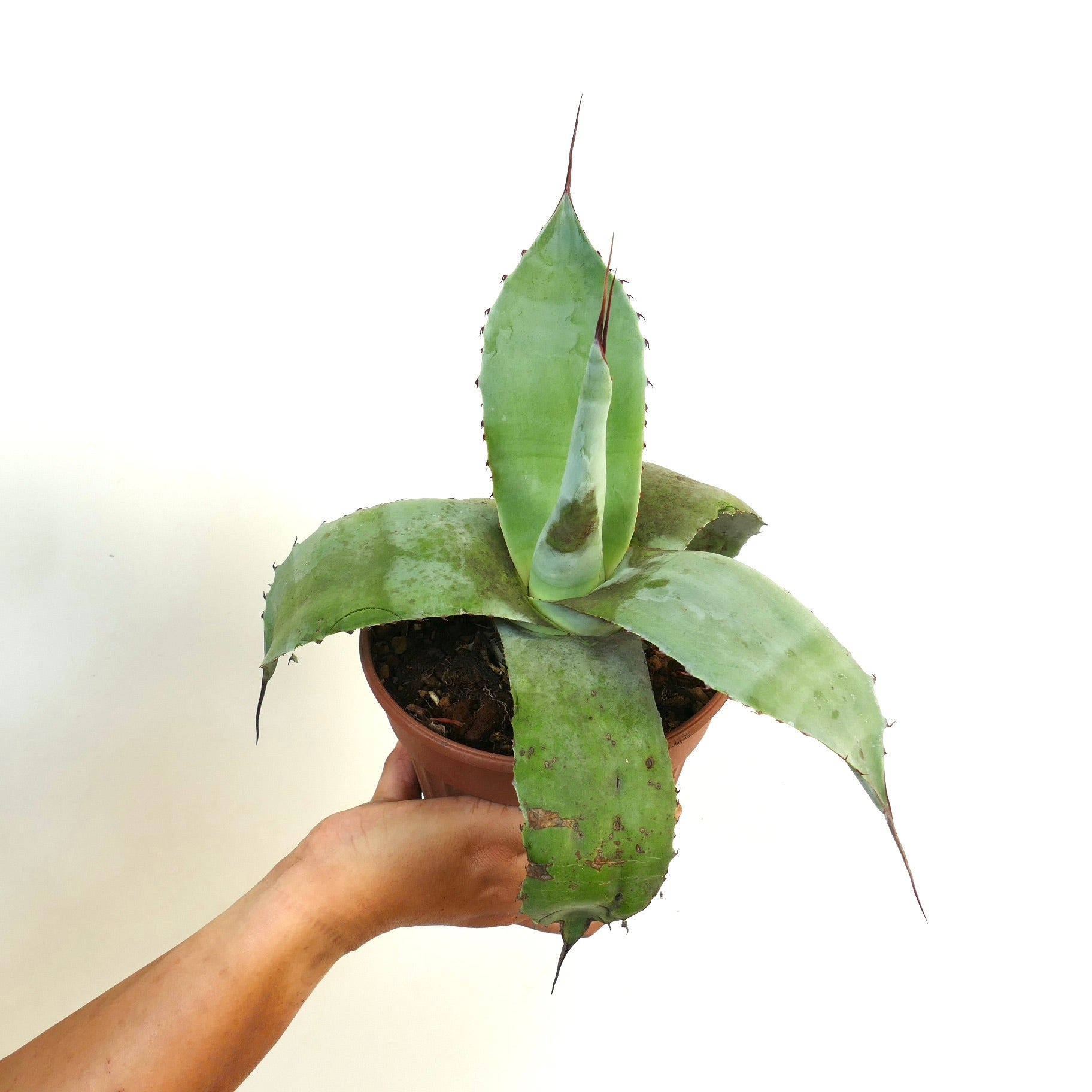 アガベ・セルシー ハイブリッド | Botanical Archive | ユニークな