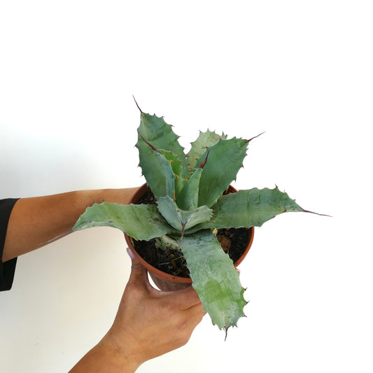 Agave salmiana X Agave ovatifolia X Agave parrasana succulent with broad spiny blue-green leaves in pot