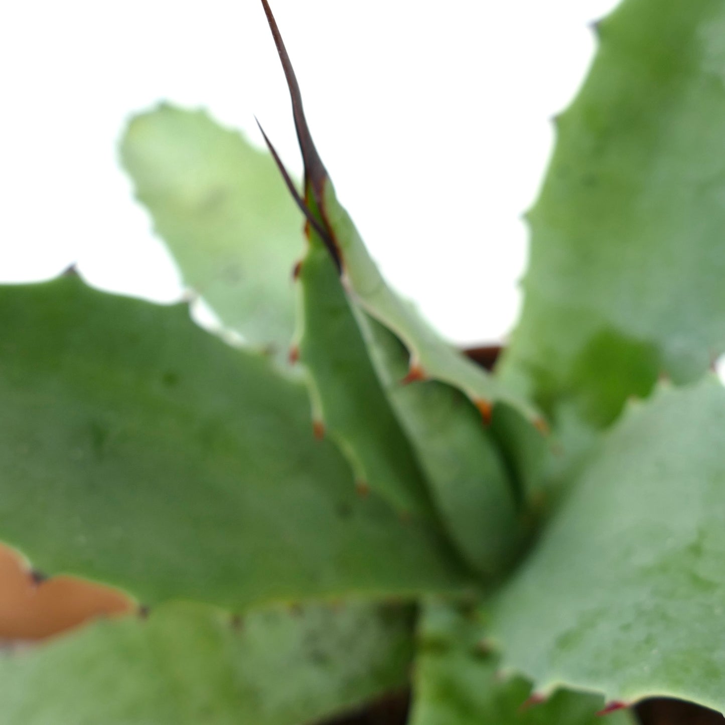 Agave americana X angustifolia succulent avec des feuilles épaisses vertes et des épines brunes acérées