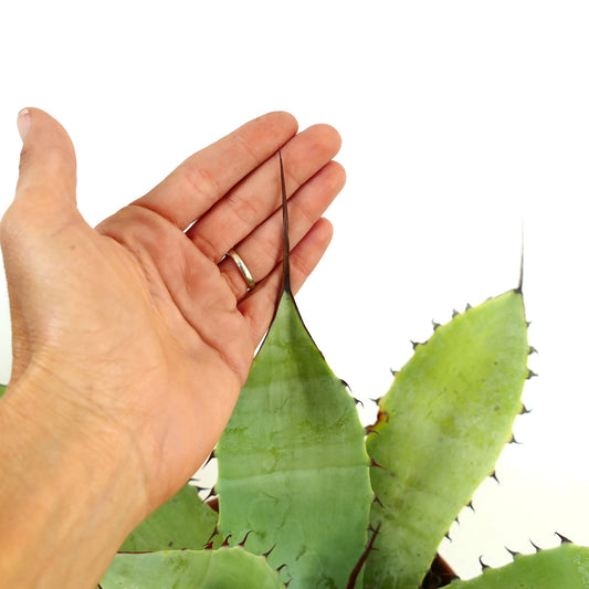 Agave utahensis x eboripsina x cerulata suculenta con hojas anchas verdes y espinas terminales largas y afiladas