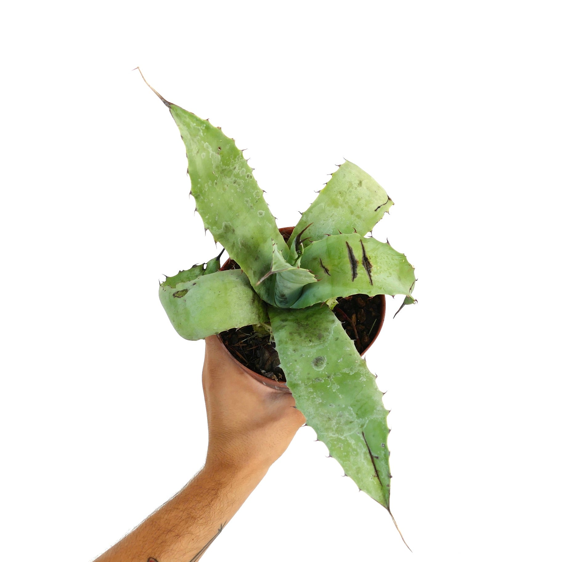 Agave parrasana X bovicornuta X eborispina succulent with broad green leaves and sharp spines in pot