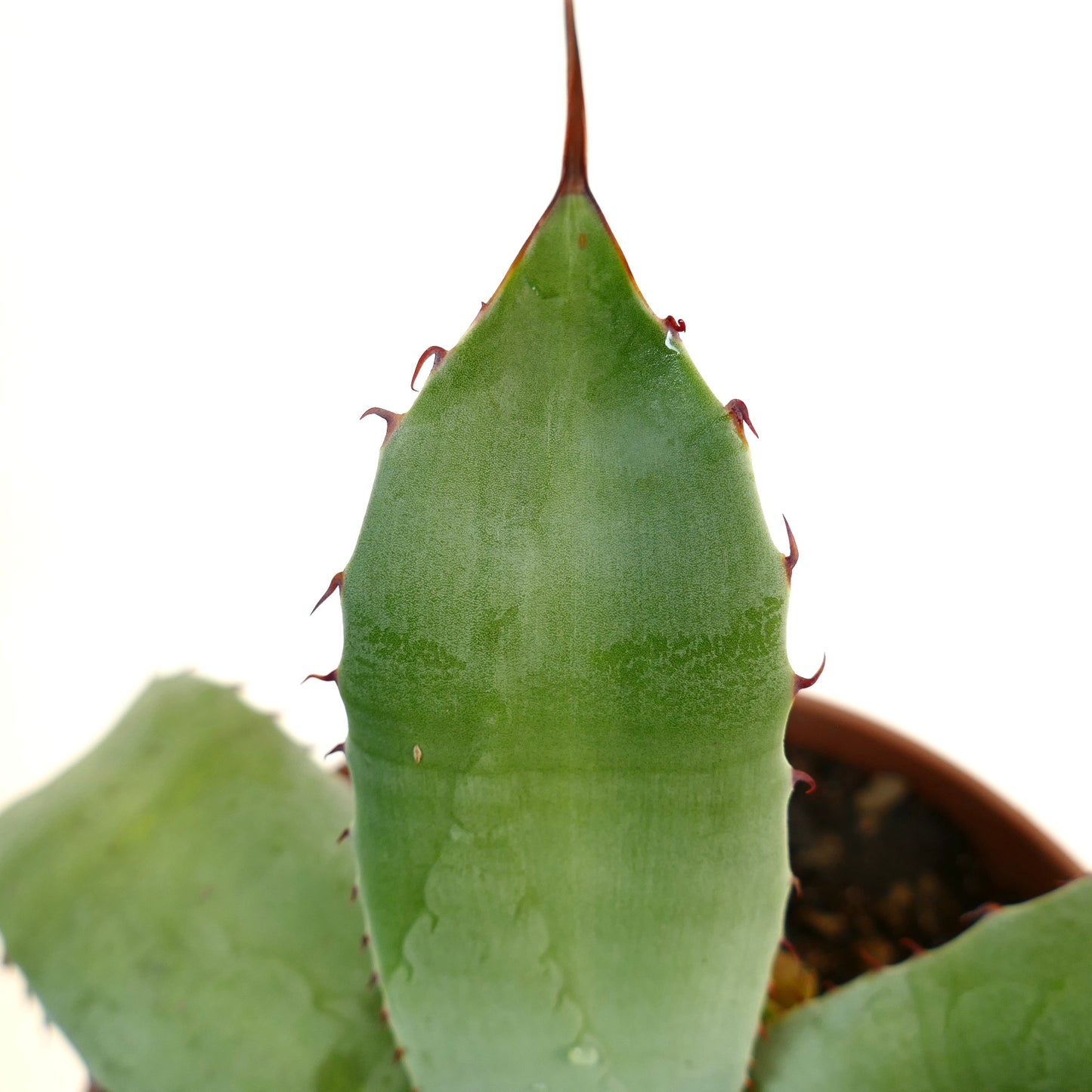 Agave eborispina X Agave subsimplex