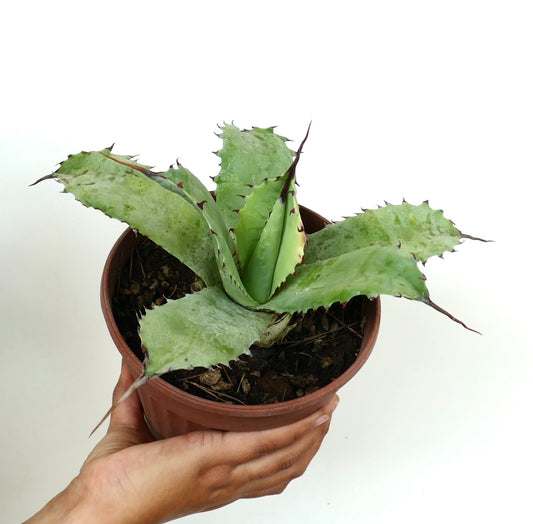 Agave potatorum cv BECKY X Agave utahensis succulent with broad spiny leaves in small pot