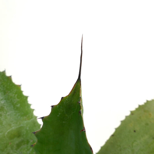 Agave parrasana X Agave bovicornuta succulent with sharp spines and thick green leaves