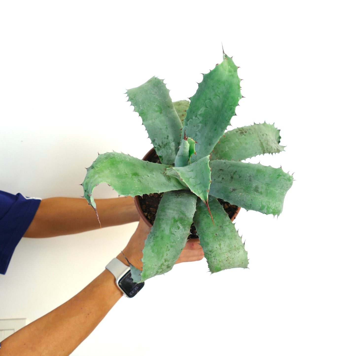 Agave americana X Agave ovatifolia 