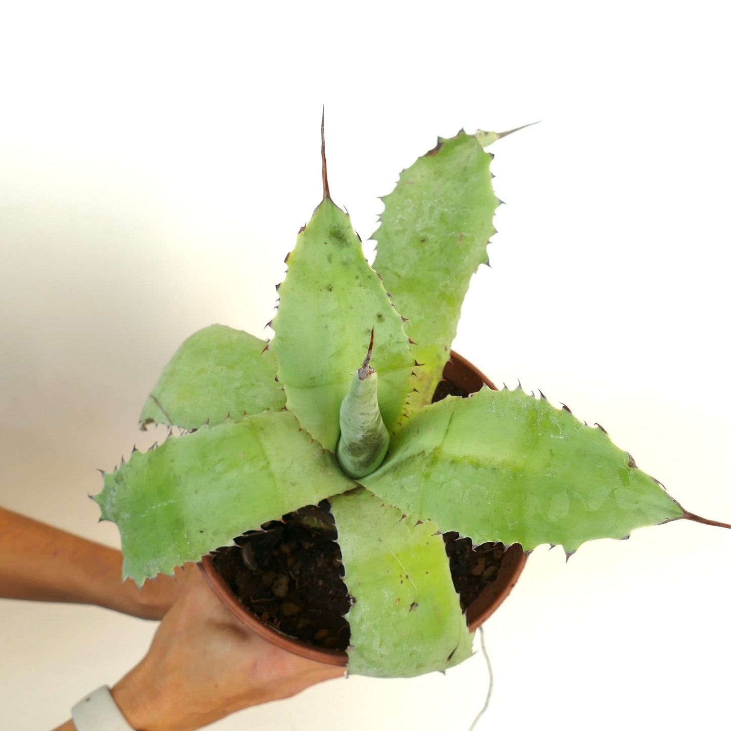 Agave verschaffeltii X Agave bovicornuta X Agave eborispina