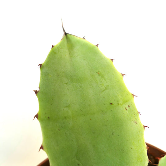 Agave ovatifolia X Agave parryi