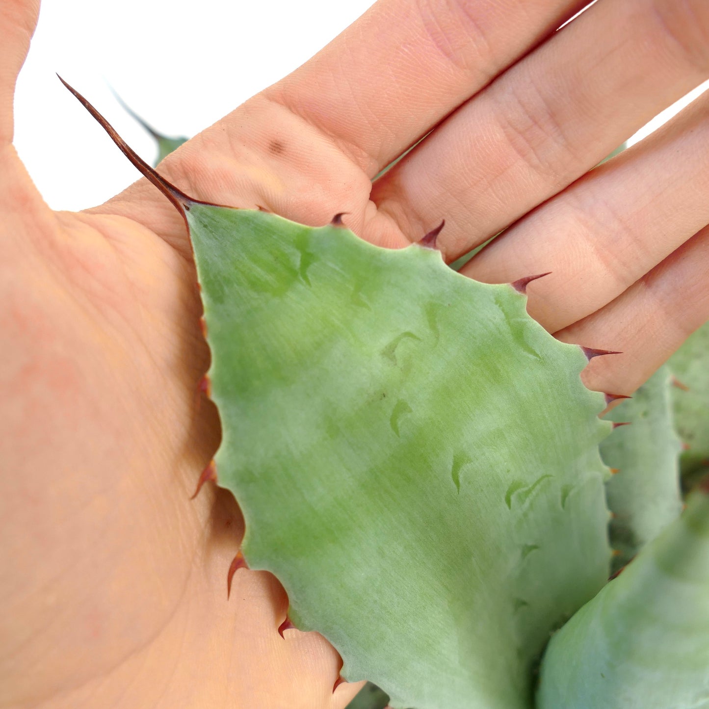 Agave ovatifolia X Agave parrasana succulent leaf with blue-green color and sharp reddish spines