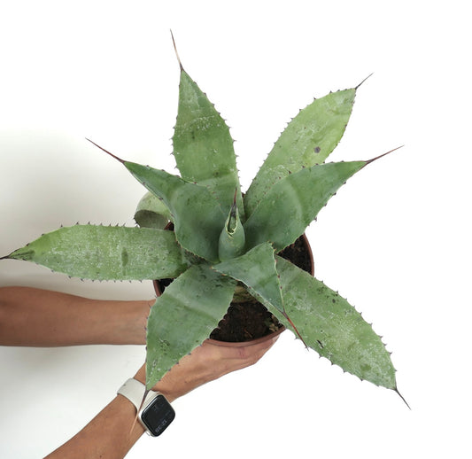 Agave ovatifolia X Agave parrasana Sukkulente mit breiten, dornigen Blättern und blassgrüner Textur