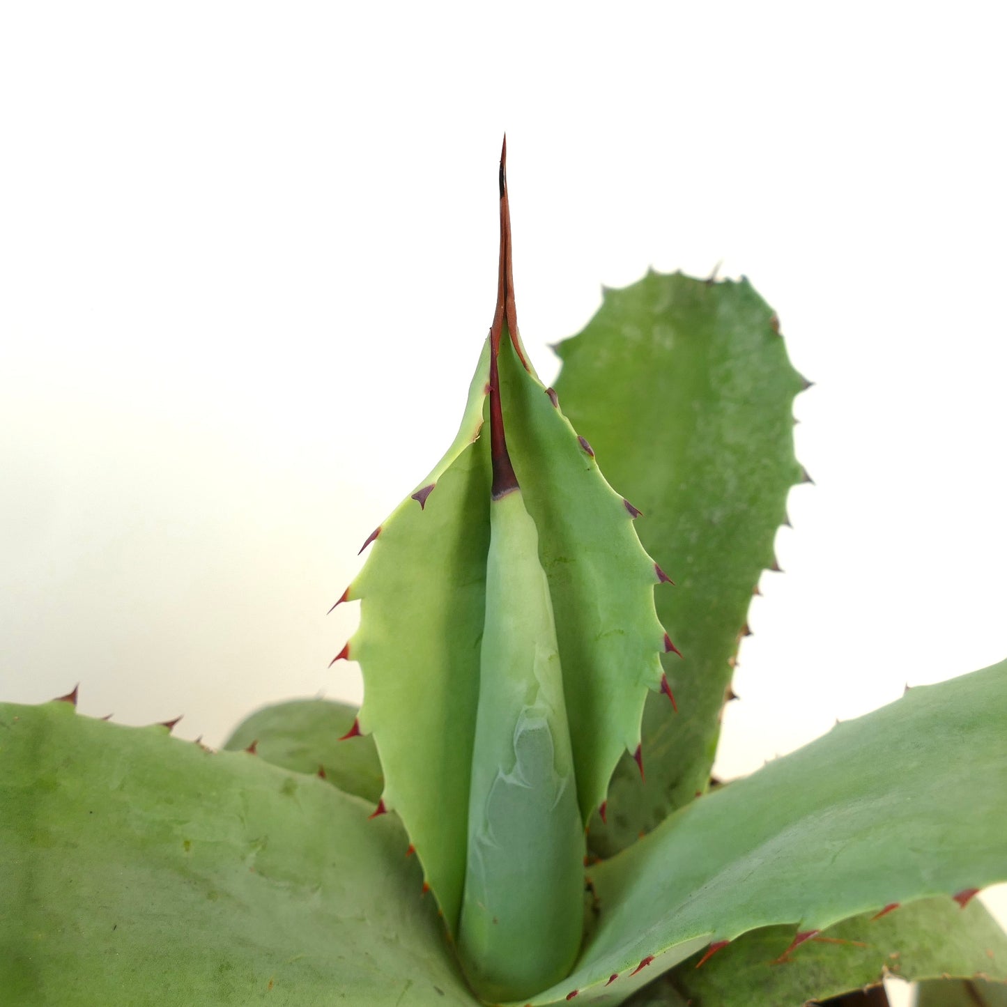 Agave parrasana X Agave ovatifolia