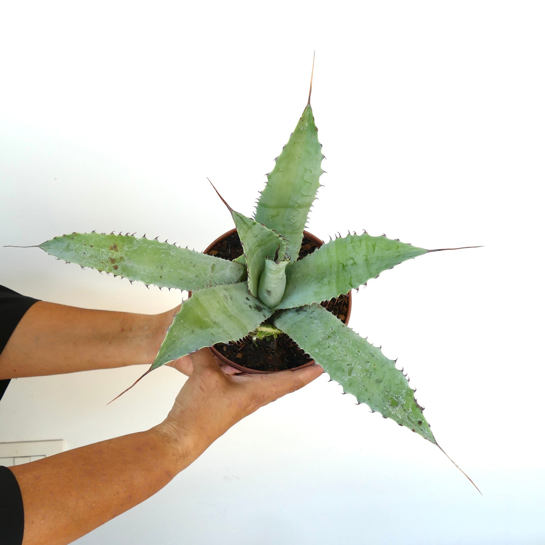 Agave couesii X eborispina succulenta con spine terminali lunghe e foglie larghe e verdi