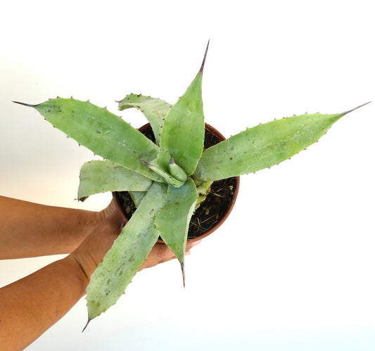 Agave cerulata X Agave americana sukkulent hybrid med brede, taggete grønne blader i potte