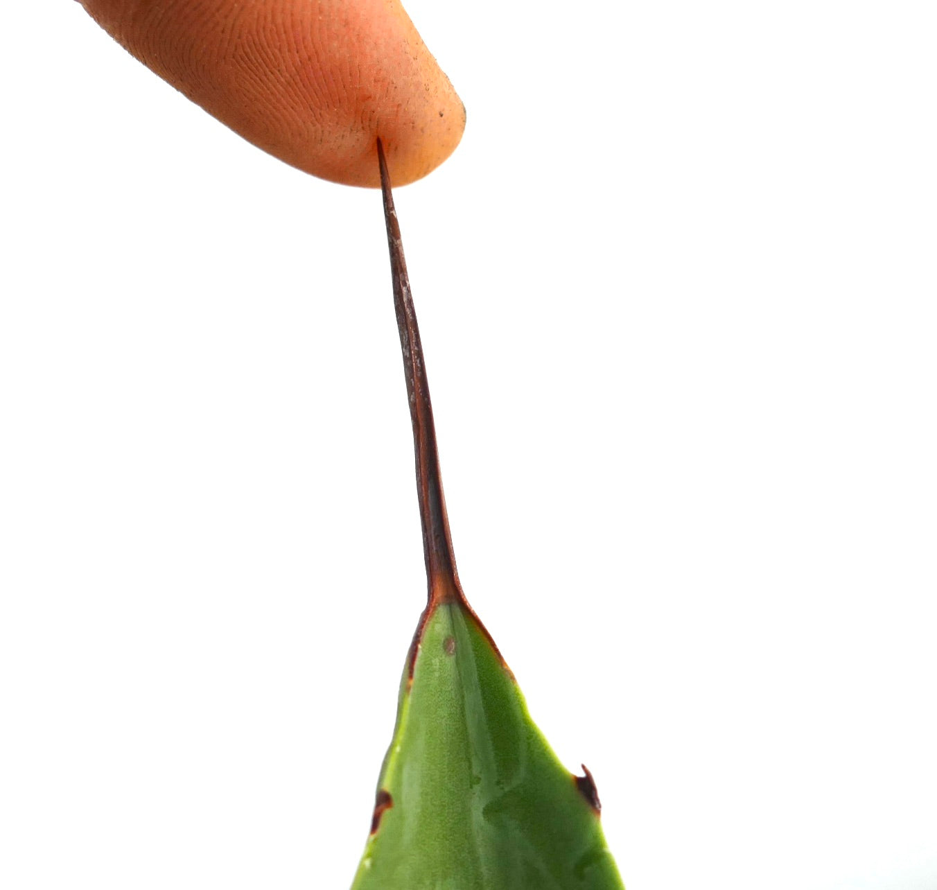 Primo piano della foglia succulenta verde di Agave bovicornuta X Agave americana con lunga spina marrone affilata