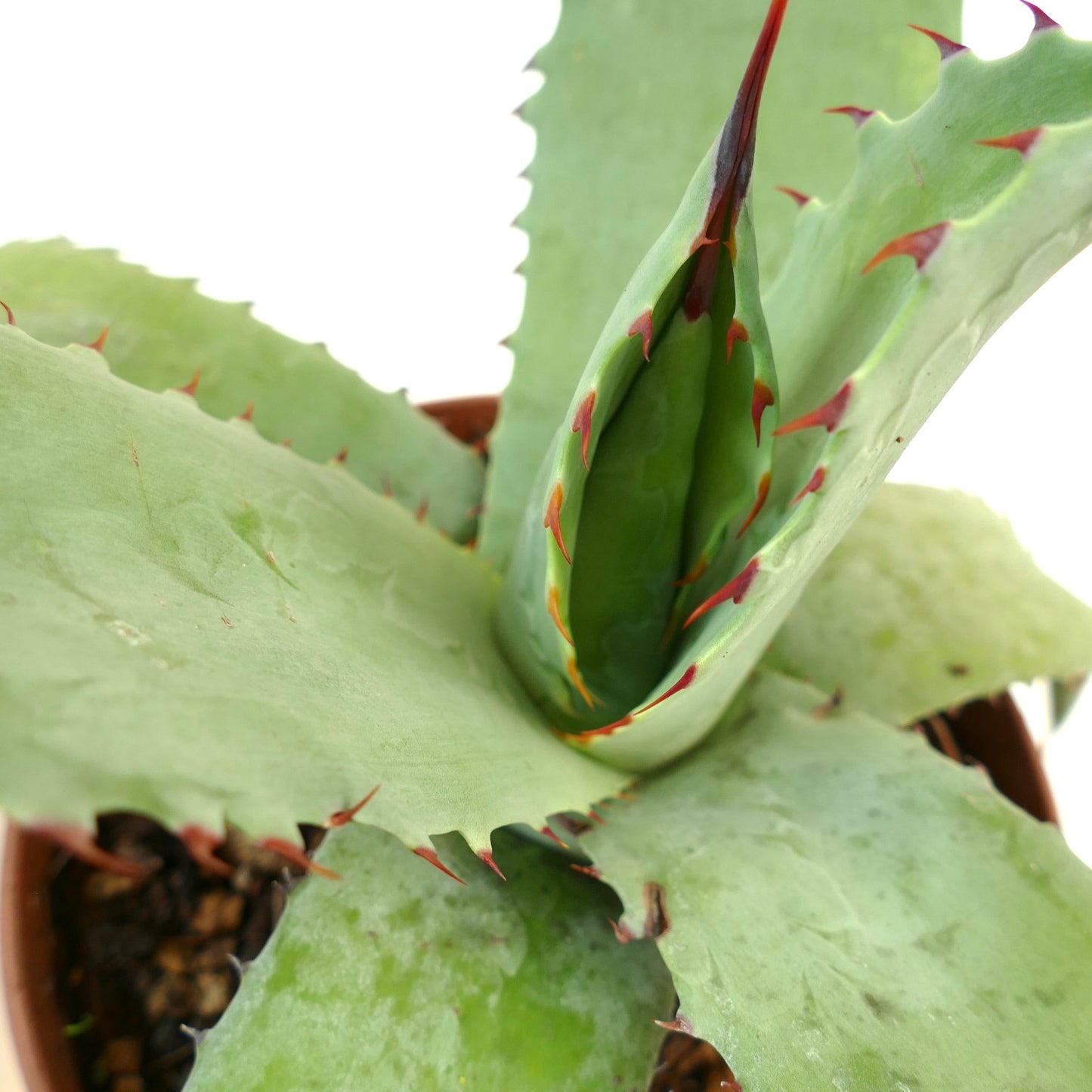 Agave ferox X Agave bovicornuta