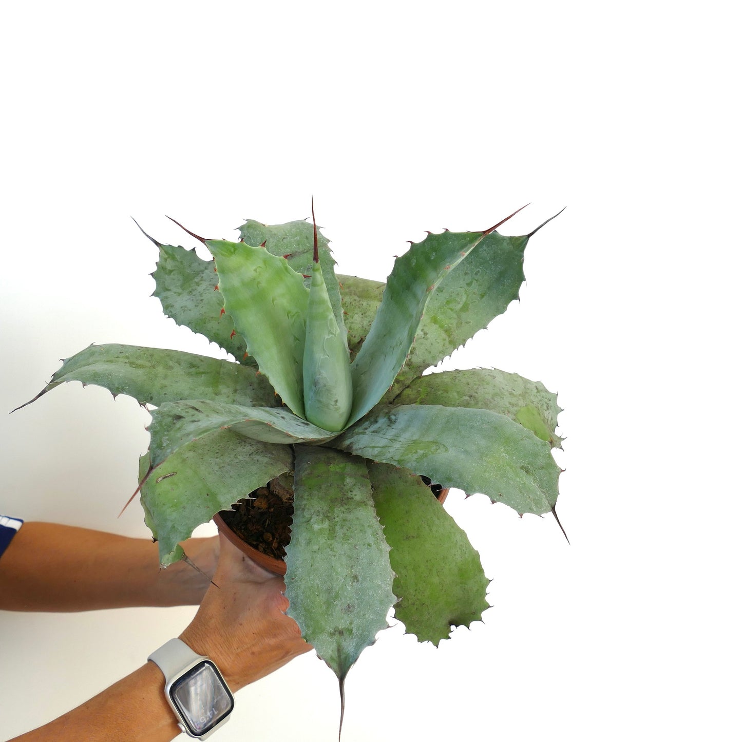Agave ovatifolia X Agave parrasana succulent with broad blue-green leaves and sharp spines