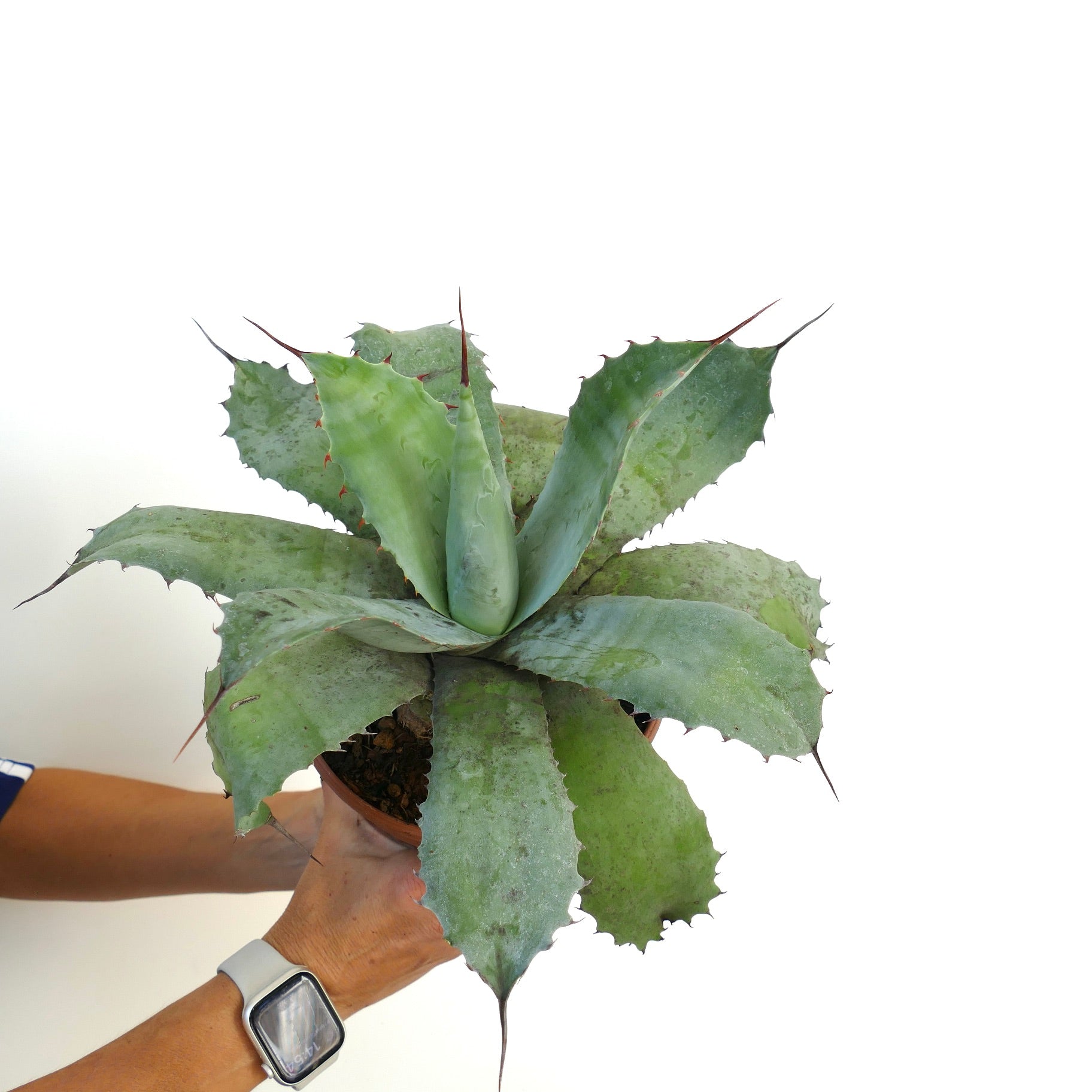 Agave ovatifolia X Agave parrasana succulent with broad blue-green leaves and sharp spines