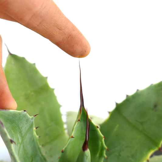 Agave parrasana X Agave ovatifolia X Agave eborispina succulent with sharp dark spines and thick green leaves