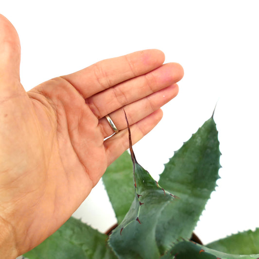 Agave verdensis X Agave ovatifolia X Agave parrasana suculenta con hojas verdes gruesas y espinas rojizas afiladas