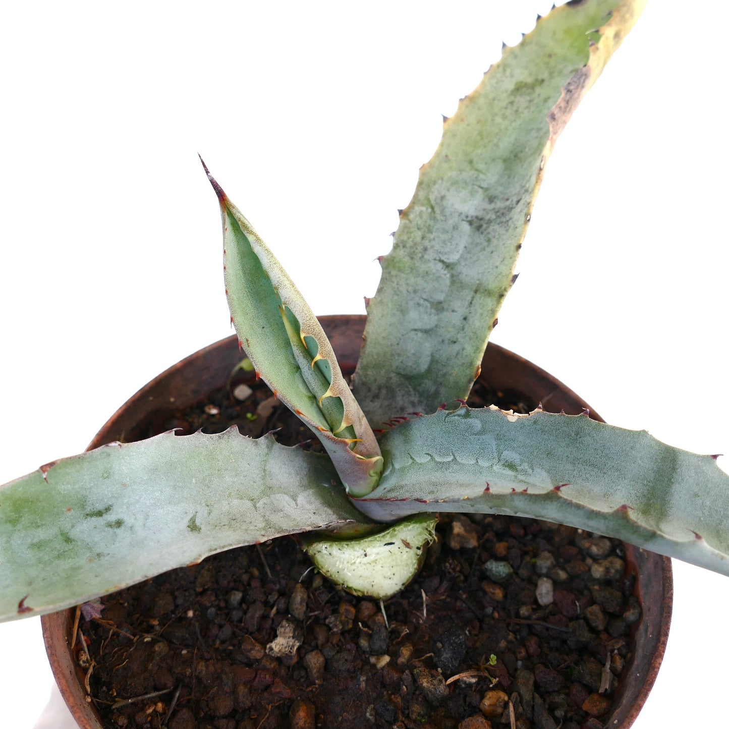 Agave marmorata