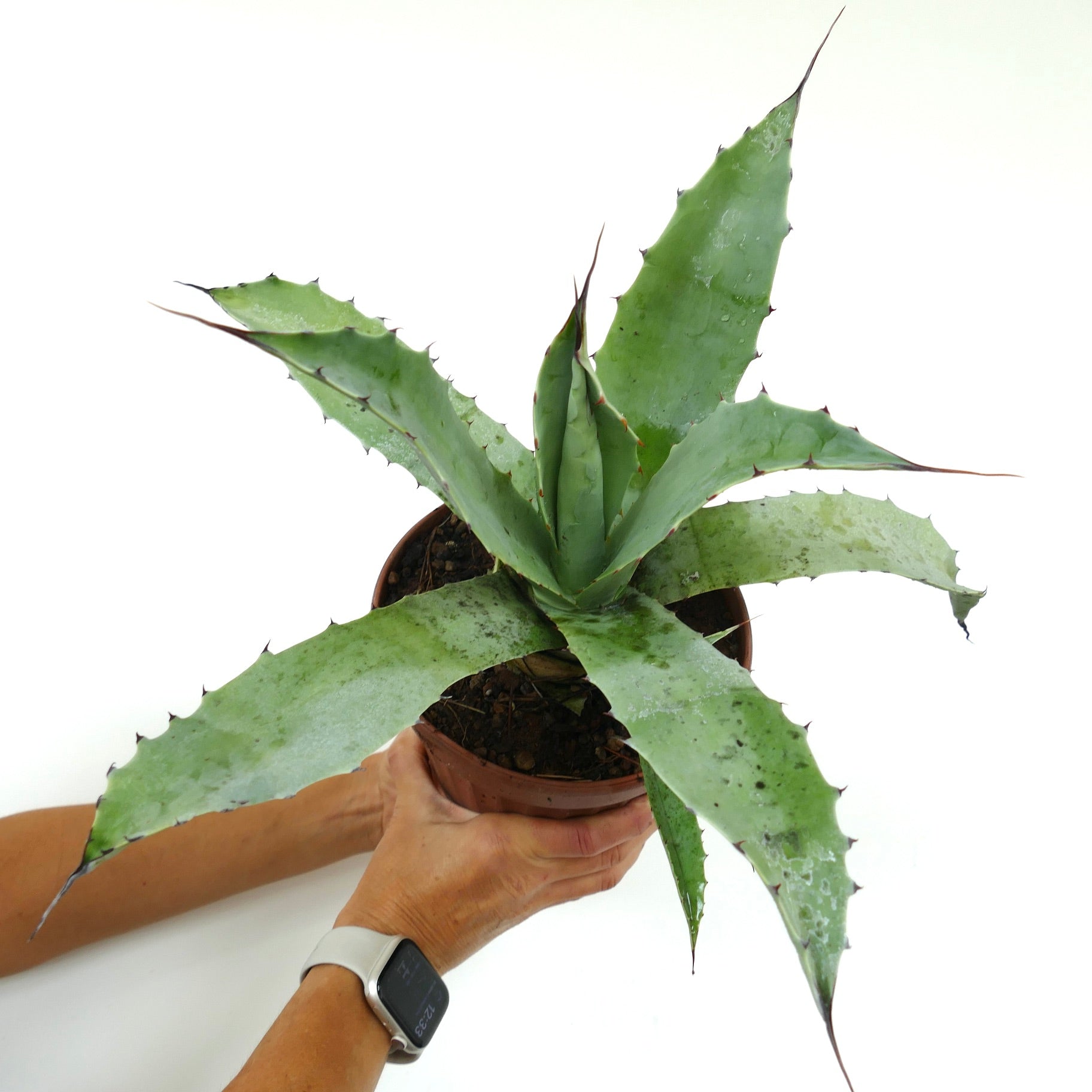 Agave americana X angustifolia succulent avec de longues feuilles vertes épineuses dans un pot en terre cuite tenu par des mains
