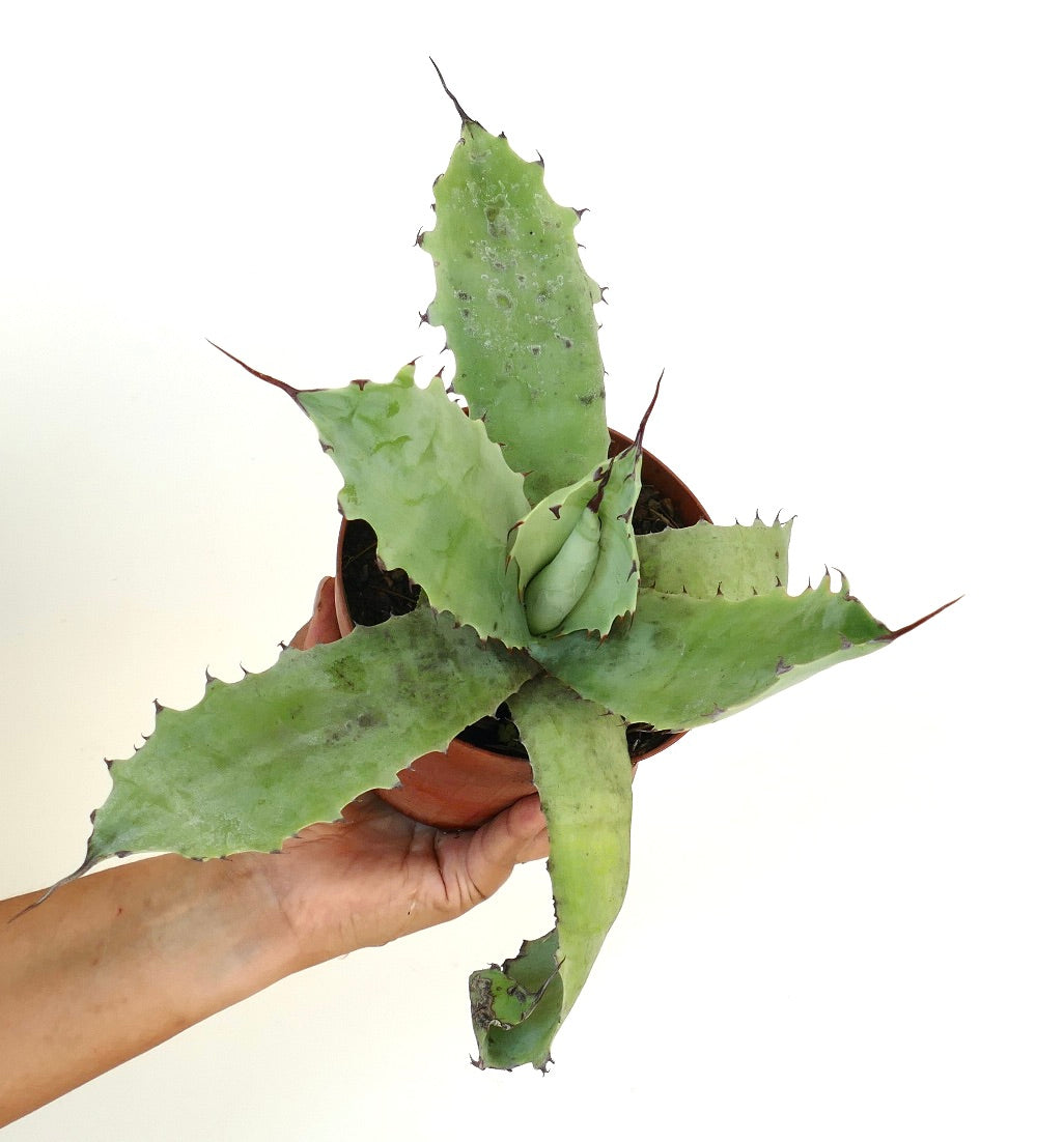 Agave ferox X cerulata succulenta con larghe foglie spinose e texture verde chiaro in vaso